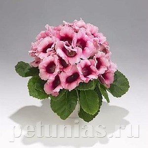 Глоксиния Empress Pink Bicolor - 5 шт 10609 - фото 819