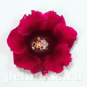 Глоксиния Empress Wine Red - 5 шт 10616 - фото 826