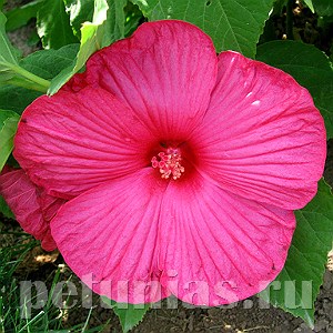 Гибискус Luna Rose - 3 шт 10596 - фото 832