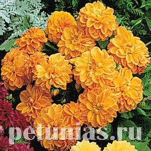 Георгина Figaro Orange Shades - 10 шт 10589 - фото 834