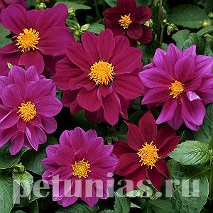 Георгина Figaro Violet Shades - 10 шт 10591 - фото 836