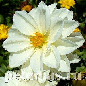 Георгина Figaro White - 10 шт 10592 - фото 837