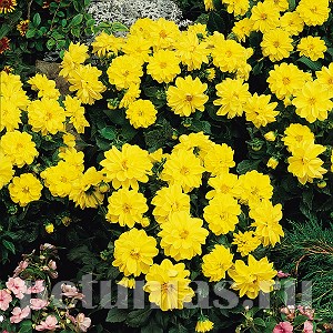 Георгина Figaro Yellow Shades - 10 шт 10593 - фото 838