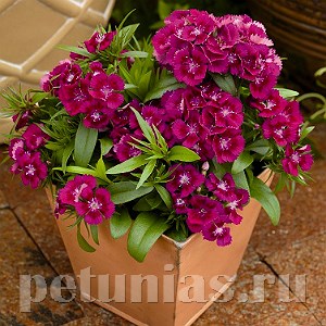 Гвоздика Diabunda Purple - 5 шт 10551 - фото 849
