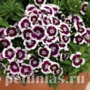 Гвоздика Diabunda Purple Picotee - 5 шт 10552 - фото 850