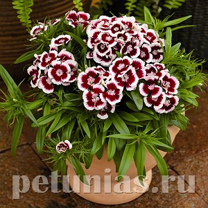 Гвоздика Diabunda Red Picotee - 5 шт 10554 - фото 852