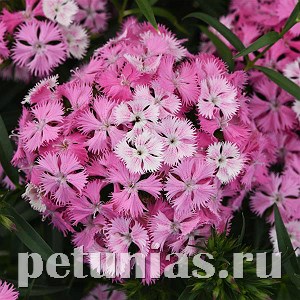 Гвоздика Rockin' Pink Magic - 3 шт 10556 - фото 854