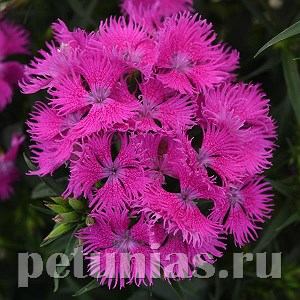 Гвоздика Rockin' Purple - 3 шт 10557 - фото 855