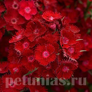 Гвоздика Rockin' Red - 3 шт 10558 - фото 856