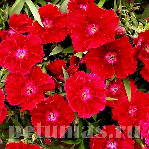 Гвоздика Diana Crimson - 5 шт 10561 - фото 859