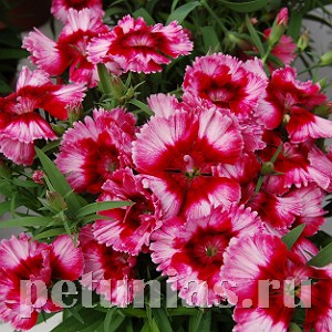 Гвоздика Diana Crimson Picotee - 5 шт 10562 - фото 860