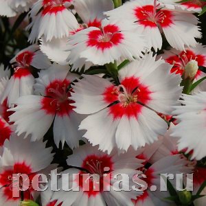 Гвоздика Diana Red centred White - 5 шт 10563 - фото 861