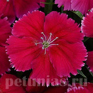 Гвоздика Corona Cherry Red - 5 шт 10566 - фото 864