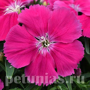 Гвоздика Corona Rose - 5 шт 10568 - фото 866