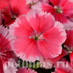 Гвоздика Corona Strawberry - 5 шт 10569 - фото 867