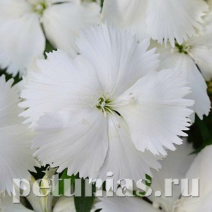 Гвоздика Corona White - 5 шт 10570 - фото 868