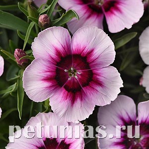 Гвоздика Corona White Purple Eye - 5 шт 10571 - фото 869