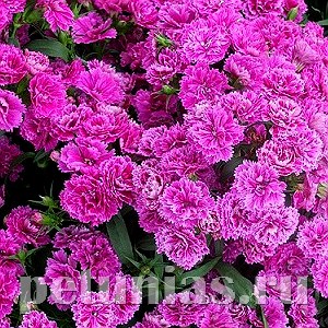Гвоздика Dinasty Orchid - 5 шт 10576 - фото 874