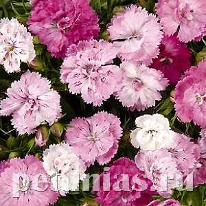 Гвоздика Dinasty Pink Magic - 5 шт 10577 - фото 875