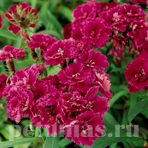 Гвоздика Dinasty Purple - 5 шт 10578 - фото 876