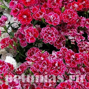 Гвоздика Dinasty Rose Lace - 5 шт 10580 - фото 878