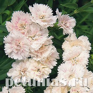 Гвоздика Dinasty White Blush - 5 шт 10581 - фото 879