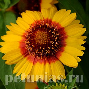 Гайлардия Mesa Bright Bicolor - 5 шт 10526 - фото 884