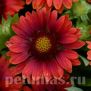 Гайлардия Mesa Red - 5 шт 10528 - фото 886
