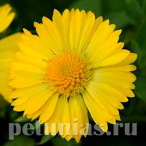 Гайлардия Mesa Yellow - 5 шт 10529 - фото 887