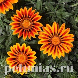 Гацания Big Kiss Orange Flame - 5 шт 10532 - фото 889