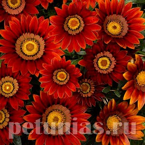 Гацания Big Kiss Red - 5 шт 10533 - фото 890