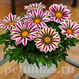 Гацания Big Kiss White Flame - 5 шт 10534 - фото 891