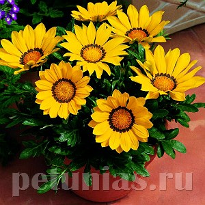 Гацания Big Kiss Yellow  - 5 шт 10535 - фото 892
