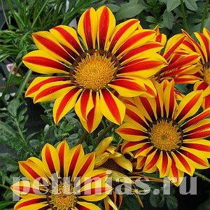 Гацания Big Kiss Yellow Flame - 5 шт 10536 - фото 893