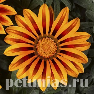 Гацания Kiss Frosty Orange Flame - 5 шт 10538 - фото 895