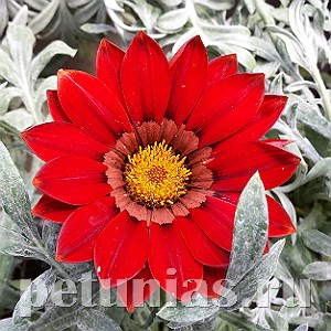 Гацания Kiss Frosty Red - 5 шт 10539 - фото 896