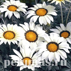 Гацания Kiss Frosty White - 5 шт 10540 - фото 897