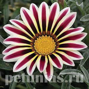 Гацания Kiss Frosty White Flame - 5 шт 10541 - фото 898