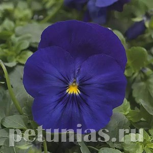 Виола Cool Wave Blue - 3 шт 10374 - фото 912