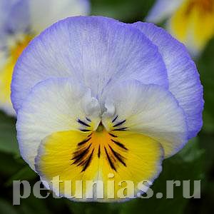 Виола Cool Wave Blueberry Swirl - 3 шт 10376 - фото 913