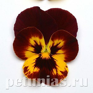 Виола Cool Wave Fire - 3 шт 10377 - фото 914