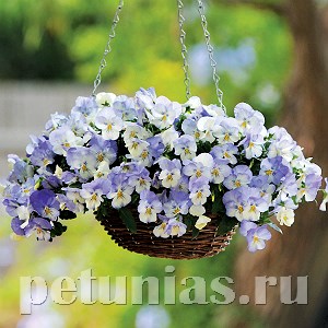 Виола Cool Wave Frost - 3 шт 10378 - фото 915
