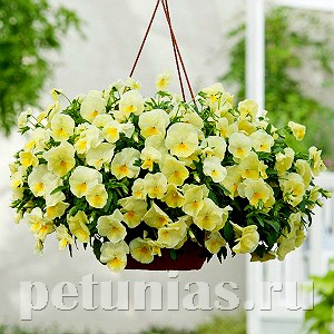 Виола Cool Wave Lemon Improved - 3 шт 10380 - фото 917