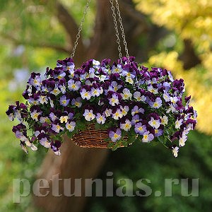 Виола Cool Wave Violet Wing - 3 шт 10389 - фото 926