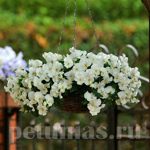 Виола Cool Wave White - 3 шт 10390 - фото 927