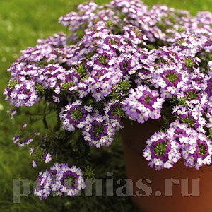 Вербена Obsession Twister Purple - 5 шт 10347 - фото 931