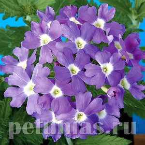 Вербена Obsession Light Blue with Eye - 5 шт 10352 - фото 936