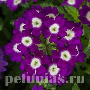 Вербена Obsession Purple Shades with Eye - 5 шт 10353 - фото 937