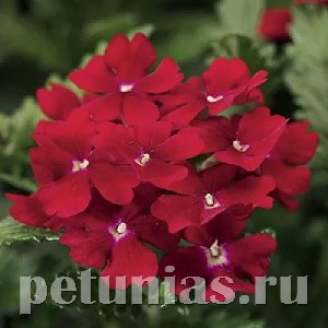 Вербена Obsession Red - 5 шт 10354 - фото 938