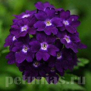 Вербена Quartz Blue - 5 шт 10355 - фото 939